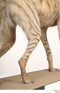 Striped Hyena Hyaena hyaena leg 0075.jpg